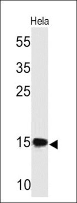 Mouse anti-SUMO2/3, Clone: SM23/496, Azide Free, Novus Biologicals:Antibodies:Primary
